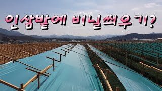 인삼밭 만들기 - 차광지 씌우기[인삼재배]
