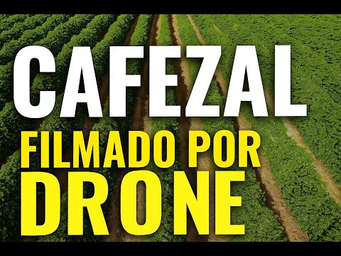 Cafezal de Santa Lucia como Você Nunca Viu! Drone em Ação! 📸☕#cafezinho #cafezal #coffee