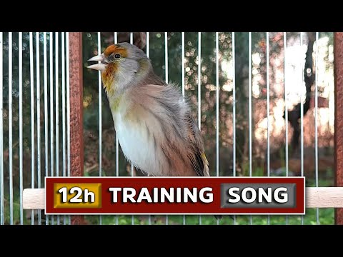 GOLDFINCH x CANARY (Hybrid) The Best 12h Training