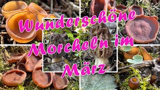 Morcheln, Lorcheln & viele Becherlinge | Pilze sammeln im März | Spitzmorchel-Zwilling | 22.03.2026
