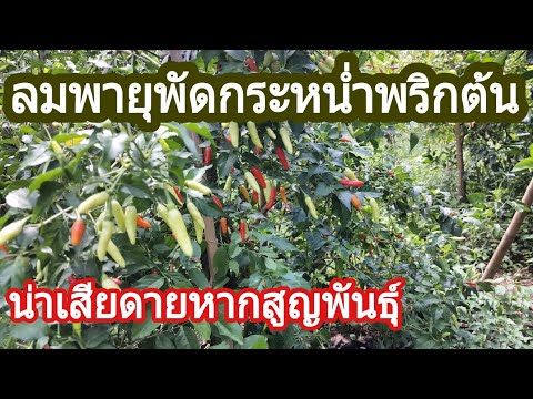 ความอ่อนแอในหัว อะไรที่ทำให้ค้อนของ ธ อร์