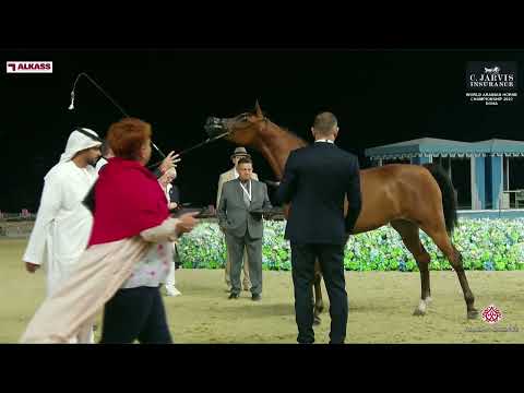 N 40 BAHIYA S B M   World Arabian Horse Championship 2023   Doha   Junior Fillies   Section B
