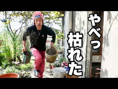 ハンギングカーネーションチェリー 植物