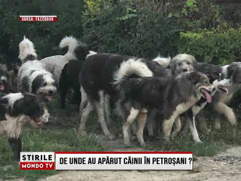 ȘTIRILE MONDO TV | DE UNDE AU APARUT CÂINII ÎN PETROȘANI