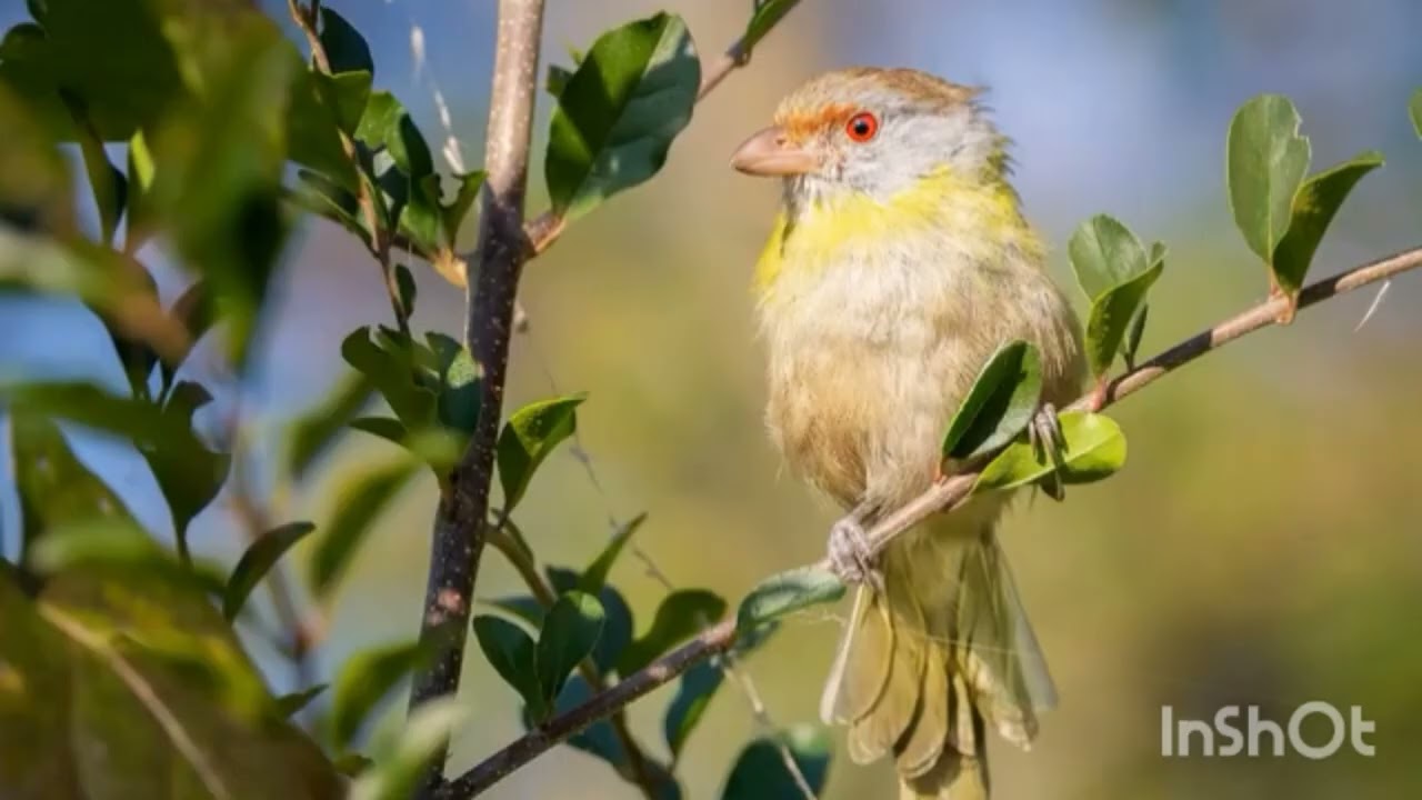 canto de pitiguari para briga
