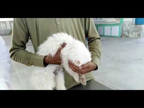why Cat losing hair on legs and treatment
