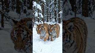 Filhotes de Tigre na Selva de Gelo 🐅❄
