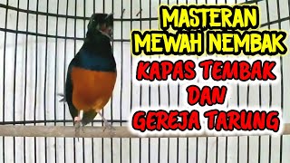 Download lagu pancingan MURAI BATU malam hari nembak isian GEREJA TARUNG dan KAPAS TEMBAK cocok buat MASTERAN mp3 Download lagu pancingan MURAI BATU malam hari nembak isian GEREJA TARUNG dan KAPAS TEMBAK cocok buat MASTERAN mp3