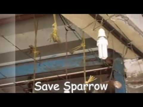 A House For Sparrow