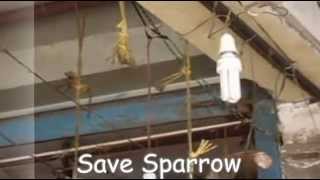 A House For Sparrow