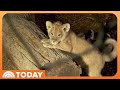 See 4 Adorable Lion Cubs Make Their Public Debut At Denver Zoo