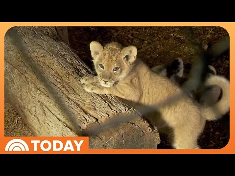 See 4 Adorable Lion Cubs Make Their Public Debut at Denver Zoo - YouTube