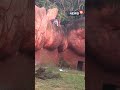 Lion Video Trending Hyderabad 31 Year Old Walking Dangerously Close To African Lion Shorts