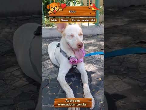 Vídeo de Maia 