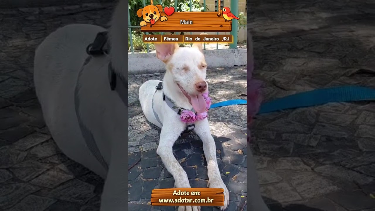 Cachorro raça SRD-ViraLata idade 1 ano nome Maia 
