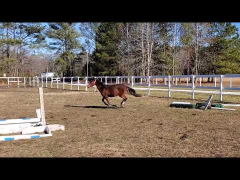 Tickle My Fancy, 2019 reg welsh filly jump 3x lead changes