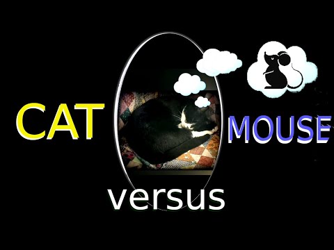 Cat versus mouse 🐁 (safe)