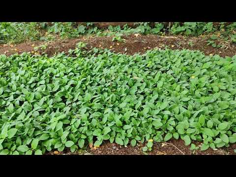 || Kanakambaram or Crossandra Flower Seeds Nursery || 📲 7013000139 ||