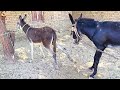 Male Donkey Mating With Female Donkey Natural Farm Behavior Animals