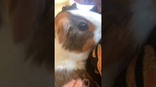 Guinea Pig Rodents Videos