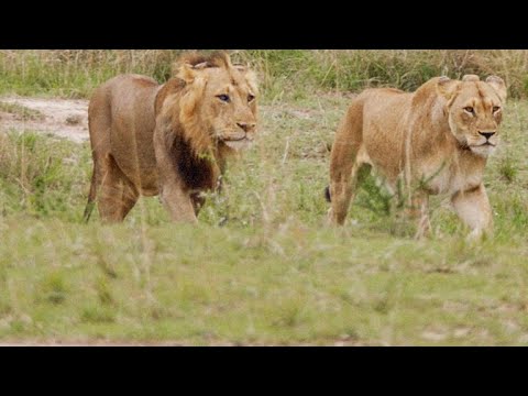 Funny animal videos - The Lion's mate