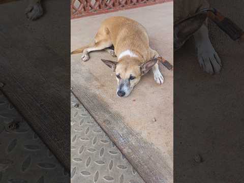 aj pluto ko chot lag gaya😭💉😭#shorts#dogrescue#animal#viral#streetdogpluto#minivlog#vlog#cute#funny