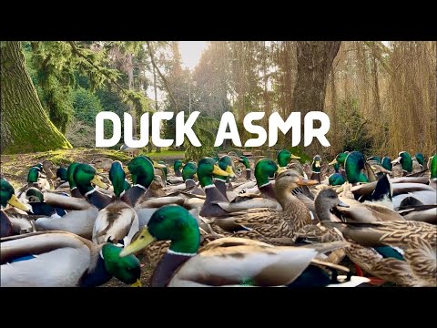 Relaxing Duck ASMR 🦆Soft Quacks, Water Sounds & Peaceful Nature Ambience 4K