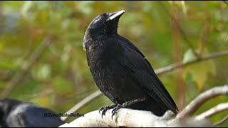 Slowly Drift In the Wind With a Crow