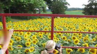 preview picture of video 'sunflower field buttonwood farm, Griswold CT'