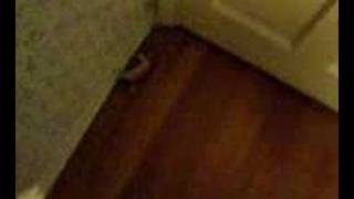 Narnia, the lost chronicles