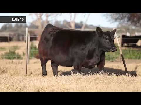 RUBETA BLACKCAP 8511 - Próximo remate de Cabaña La Rubeta – Sábado 13 de Agosto