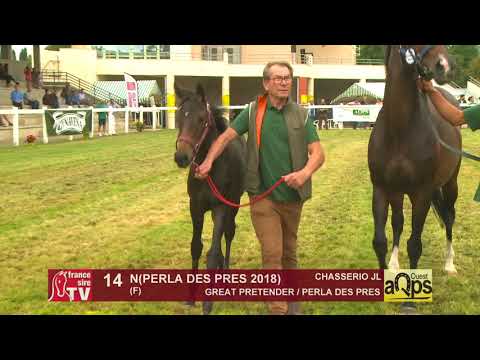 Show AQPS Ouest 2018 : Lot 14 - N(PERLA DES PRES 2018)