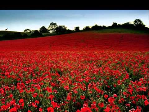 Michael Curran - Field of poppies