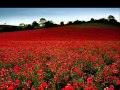 Michael Curran - Field of poppies