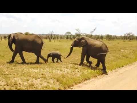 Cute Baby Elephant doesn't want to cross the road