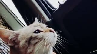 猫とドライブ。