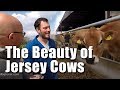 Robotic Milking and Jersey Cows