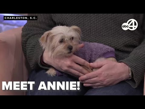 Mel's Mutts: Meet Annie - YouTube
