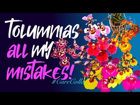 TOLUMNIA orchid CARE #CareCollab | My mistakes recognized & corrected #ninjaorchids