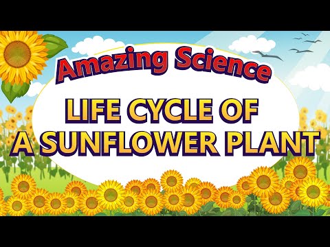 Amazing Science | Life Cycle of a Sunflower | Science for Kids | Easy Science 🌻🌻