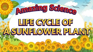 Amazing Science | Life Cycle of a Sunflower | Science for Kids | Easy Science 🌻🌻 gameplay video by Mgraves, 4:05 duration