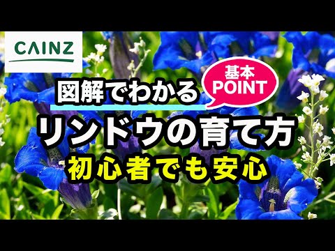 夏リンドウ 植物