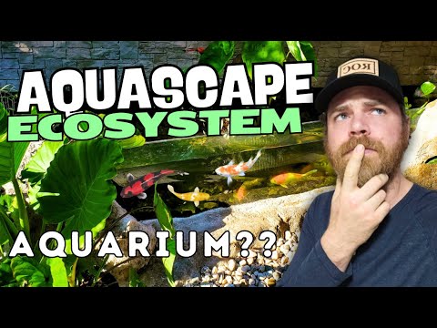 Designing A Unique Above Ground Koi Pond with Glass Window | Aquascape Aquarium 🐠🌿