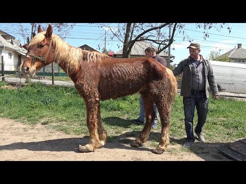 Calutul Piersic salvat de baietii de la Targu Lapus, Maramures - 2019 Nou!!!