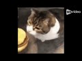 Here Kitty You Can Has Cheese Burger 1 Hour