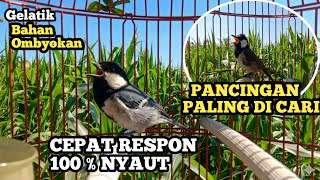 Download lagu PANCINGAN SUARA GELATIK BATU GELATIK WINGKO GACOR KHUSUS UNTUK BAHAN & OMBYOKAN AGAR IKUTAN BUNYI mp3 Download lagu PANCINGAN SUARA GELATIK BATU GELATIK WINGKO GACOR KHUSUS UNTUK BAHAN & OMBYOKAN AGAR IKUTAN BUNYI mp3