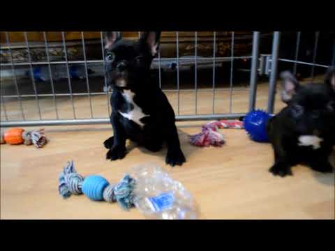 Titus AKC Male Black Brindle French Bulldog Puppy for sale!