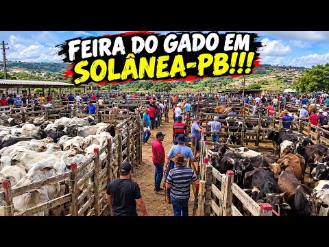 FEIRA DO GADO NA CIDADE DE SOLÂNEA-PB!!! 📹
