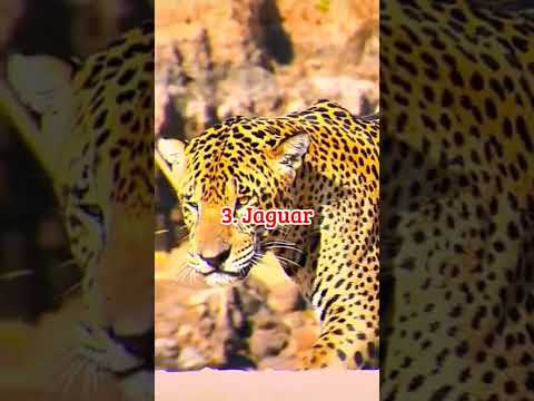 Most Powerful Big Cats || #shorts