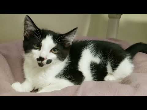 Shelter Cat Naima Puts the SPICE on EGGO! Terrifying! [REAL]